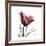 Red Tulip-Albert Koetsier-Framed Premium Giclee Print