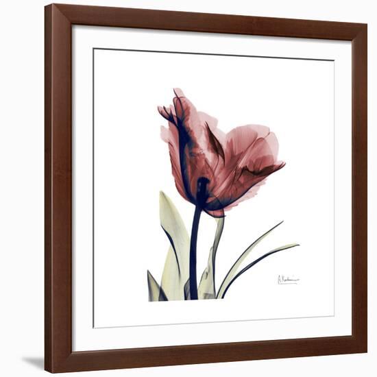 Red Tulip-Albert Koetsier-Framed Premium Giclee Print