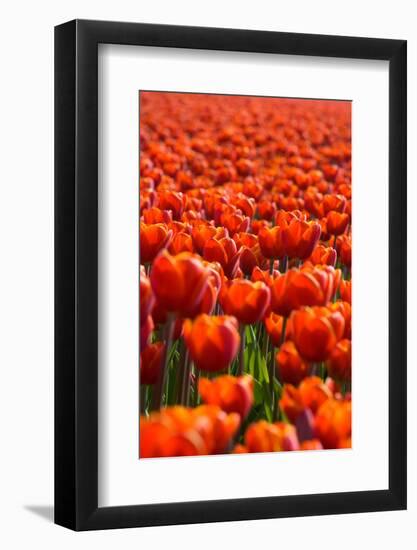 Red Tulip-esbobeldijk-Framed Photographic Print