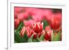 Red Tulip-Khao_fofa-Framed Photographic Print