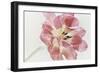 Red Tulip-Cora Niele-Framed Photographic Print