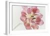 Red Tulip-Cora Niele-Framed Photographic Print