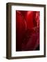 Red Tulip-Steve Gadomski-Framed Photographic Print