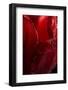 Red Tulip-Steve Gadomski-Framed Photographic Print