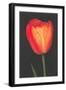 Red Tulip-null-Framed Art Print