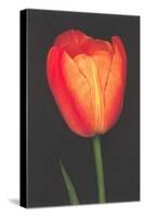 Red Tulip-null-Stretched Canvas