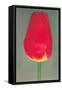 Red Tulip-null-Framed Stretched Canvas