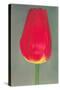 Red Tulip-null-Stretched Canvas