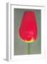 Red Tulip-null-Framed Art Print