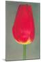 Red Tulip-null-Mounted Art Print