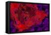 Red Tulip-Scott J. Davis-Framed Stretched Canvas