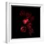 Red Tulips 4-Magda Indigo-Framed Photographic Print