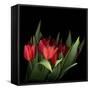 Red Tulips 5-Magda Indigo-Framed Stretched Canvas