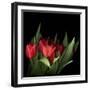 Red Tulips 5-Magda Indigo-Framed Photographic Print