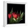 Red Tulips 5-Magda Indigo-Framed Photographic Print