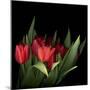 Red Tulips 5-Magda Indigo-Mounted Photographic Print