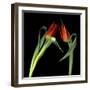 Red Tulips 7-Magda Indigo-Framed Photographic Print