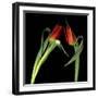 Red Tulips 7-Magda Indigo-Framed Photographic Print