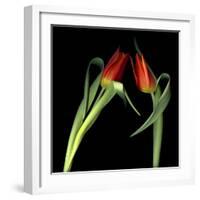 Red Tulips 7-Magda Indigo-Framed Photographic Print