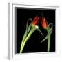 Red Tulips 7-Magda Indigo-Framed Photographic Print