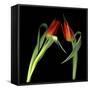 Red Tulips 7-Magda Indigo-Framed Stretched Canvas