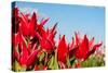 Red Tulips and Sky-Peter Kirillov-Stretched Canvas