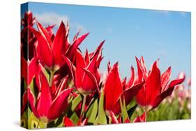 Red Tulips and Sky-Peter Kirillov-Stretched Canvas