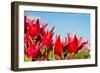 Red Tulips and Sky-Peter Kirillov-Framed Photographic Print