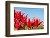 Red Tulips and Sky-Peter Kirillov-Framed Photographic Print