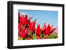 Red Tulips and Sky-Peter Kirillov-Framed Photographic Print