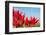 Red Tulips and Sky-Peter Kirillov-Framed Photographic Print