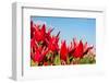 Red Tulips and Sky-Peter Kirillov-Framed Photographic Print