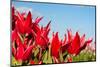 Red Tulips and Sky-Peter Kirillov-Mounted Photographic Print