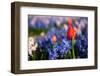 Red Tulips between the Hyacinths-Ivonnewierink-Framed Photographic Print