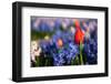 Red Tulips between the Hyacinths-Ivonnewierink-Framed Photographic Print