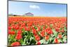 Red Tulips Field and A Farm in Holland-ptnphoto-Mounted Photographic Print