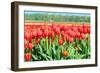 Red Tulips Field in Holland-anytka-Framed Photographic Print