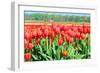 Red Tulips Field in Holland-anytka-Framed Photographic Print