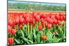 Red Tulips Field in Holland-anytka-Mounted Photographic Print