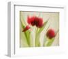 Red Tulips I-Judy Stalus-Framed Art Print