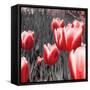 Red Tulips I-Emily Navas-Framed Stretched Canvas