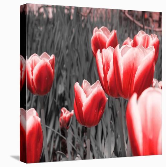 Red Tulips I-Emily Navas-Stretched Canvas