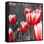 Red Tulips I-Emily Navas-Framed Stretched Canvas