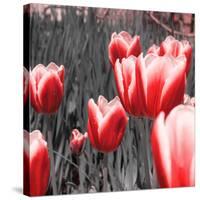 Red Tulips I-Emily Navas-Stretched Canvas