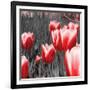 Red Tulips I-Emily Navas-Framed Photographic Print