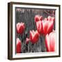 Red Tulips I-Emily Navas-Framed Photographic Print