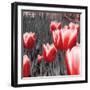 Red Tulips I-Emily Navas-Framed Photographic Print