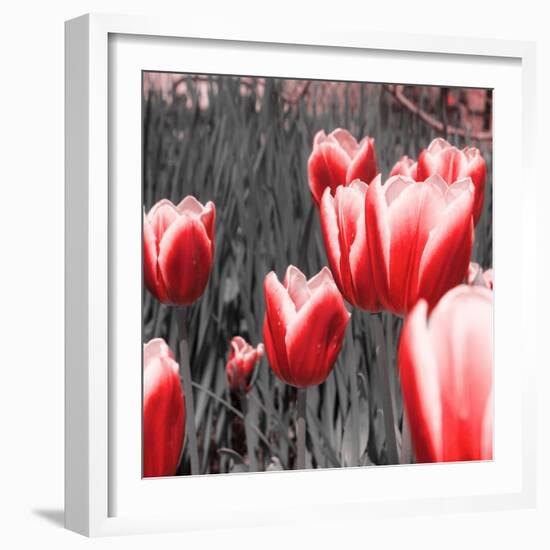 Red Tulips I-Emily Navas-Framed Photographic Print
