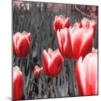 Red Tulips I-Emily Navas-Mounted Photographic Print