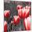 Red Tulips I-Emily Navas-Mounted Photographic Print
